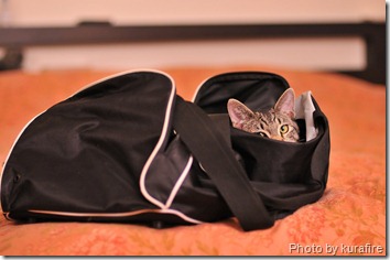 Cat in gym bag